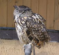 Bubo bubo - Eagle Owl