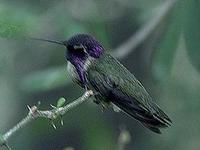 Image of: Calypte costae (Costa's hummingbird)