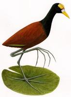 Image of: Jacana spinosa (northern jacana)