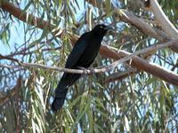 Image of: Quiscalus mexicanus (great-tailed grackle)