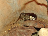 Lemniscomys barbarus - Barbary Striped Grass Mouse