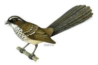 Image of: Rhipidura spilodera (streaked fantail)