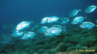 Caranx sexfasciatus - Bigeye Trevally