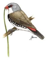 Image of: Stagonopleura guttata (diamond firetail)