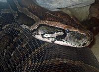 Python molurus - Indian Python