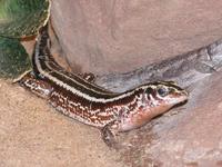 Zonosaurus quadrilineatus