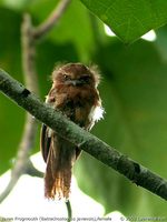 Javan Frogmouth - Batrachostomus javensis