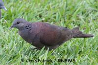 Madagascar Turtle Dove - Streptopelia picturata