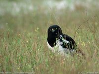 Pied Harrier - Circus melanoleucos