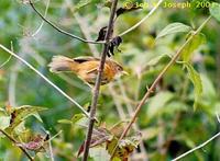 Tawny-bellied Babbler - Dumetia hyperythra