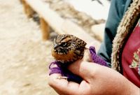 Rufous-breasted Accentor - Prunella strophiata