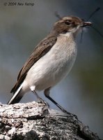 White-bellied Bushchat - Saxicola gutturalis