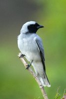 Black faced Cuckoo Shrike