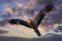 Whistling kite