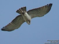 Short-toed Eagle - Circaetus gallicus