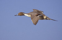 Northern Pintail (Anas acuta) photo