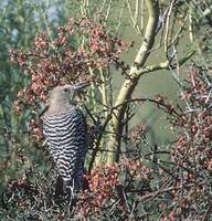 Gila Woodpecker (Melanerpes uropygialis) photo