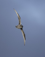 Kerguelen Petrel (Lugensa brevirostris) photo