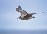 Chilean Skua (Catharacta chilensis) photo