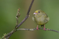 Golden-winged Manakin (Masius chrysopterus) photo