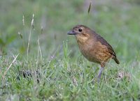 Tawny Antpitta (Grallaria quitensis) photo