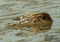 Nordmann's Greenshank - Tringa guttifer