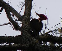 Robust Woodpecker - Campephilus robustus