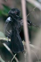 Fringe-backed Fire-eye - Pyriglena atra