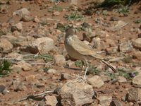 Greater Hoopoe-Lark - Alaemon alaudipes