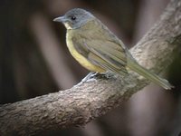 Gray-headed Bristlebill - Bleda canicapilla