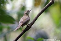 Puff-throated Bulbul - Alophoixus pallidus