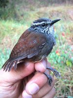 Gray-breasted Wood-Wren - Henicorhina leucophrys