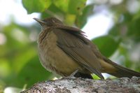 Clay-colored Robin - Turdus grayi