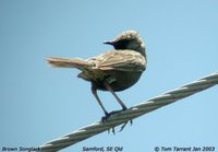Brown Songlark - Cincloramphus cruralis