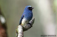 Indigo Flycatcher - Eumyias indigo