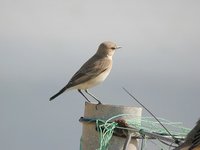 Isabelline Wheatear - Oenanthe isabellina