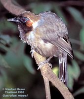 Gray Laughingthrush - Garrulax maesi