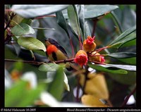 Blood-breasted Flowerpecker - Dicaeum sanguinolentum