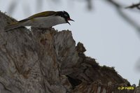 White-naped Honeyeater - Melithreptus lunatus