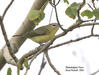 Philadelphia Vireo - Vireo philadelphicus