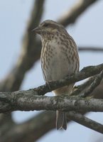 Purple Finch - Carpodacus purpureus