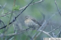 Warbler Finch - Certhidea olivacea