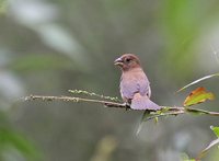 Varied Bunting - Passerina versicolor