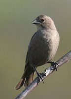 Brown-headed Cowbird - Molothrus ater