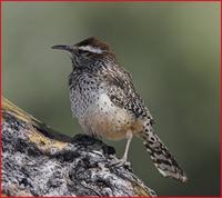 Cactus Wren, Organ Pipe NM