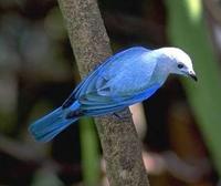 * Blue-Grey Tanager