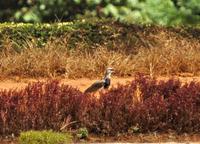 Southern Lapwing  