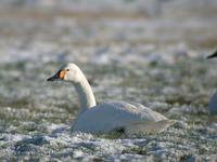 Bewick's Swan Cygnus columbianus bewickii