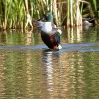 Shoveler (Anas clypeata)