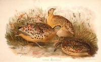 BURMESE YELLOW LEGGED BUTTON QUAIL ( TURNIX MACULOSUS )